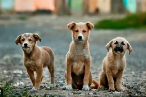 aligarh news : इस शहर में पालतू कुत्ते पकड़ने का अभियान शुरू, ऐसे बचाएं अपने घर में रखे पेट्स